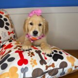 Clarisa Golden Retriever 04