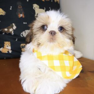 Cobalt Shih Tzu 01 Cobalt Shih Tzu 01