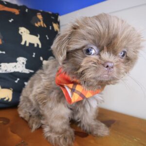 Cole Shih Tzu 01 Cole Shih Tzu 01