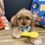 Corey Cavapoo 01