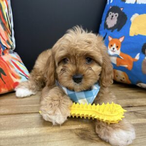Corey Cavapoo 01