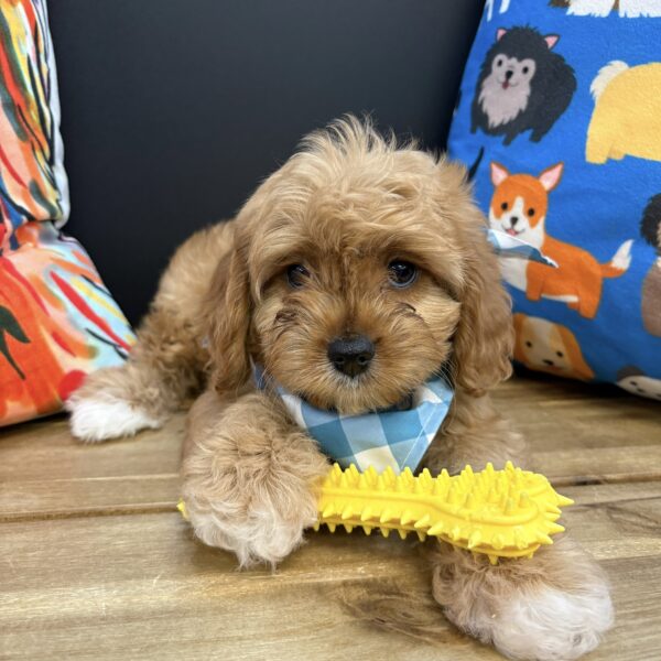 Corey Cavapoo 01