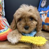 Corey Cavapoo 02