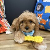 Corey Cavapoo 03