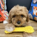 Corey Cavapoo 04