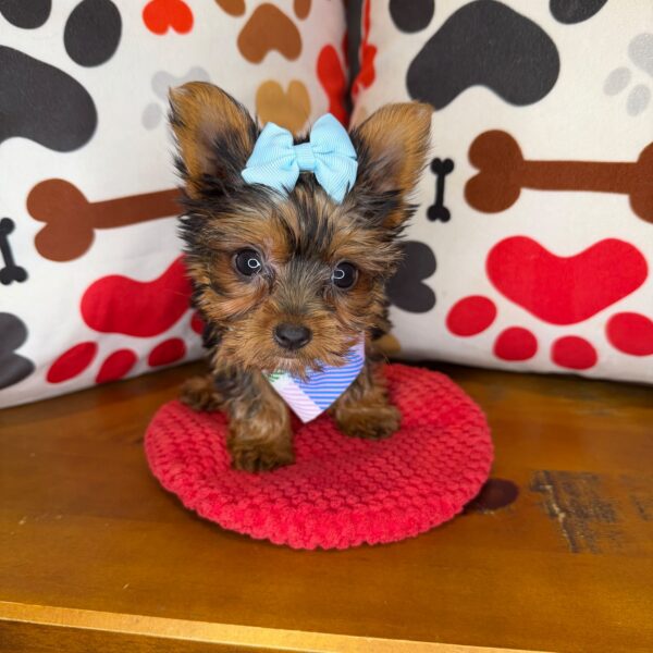 Destiny Yorkshire Terrier 01