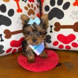 Destiny Yorkshire Terrier 02