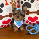 Destiny Yorkshire Terrier 03