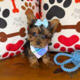 Destiny Yorkshire Terrier 04
