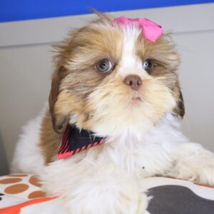 Diary Shih Tzu 01 Diary Shih Tzu 01