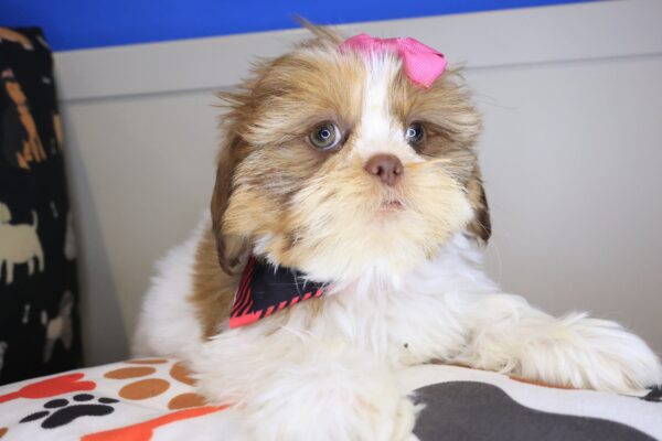 Diary Shih Tzu 01