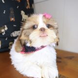 Diary Shih Tzu 02