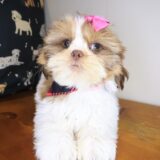 Diary Shih Tzu 03