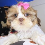 Diary Shih Tzu 04
