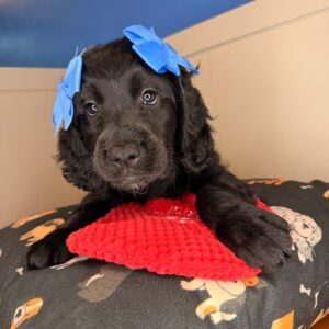 Dot Goldendoodle 01