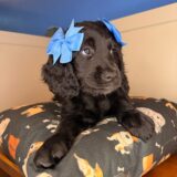Dot Goldendoodle 02