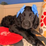 Dot Goldendoodle 03