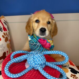 Eclair Golden Retriever 01 Eclair Golden Retriever 01