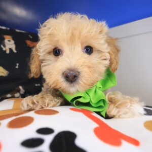 Eclair Maltipoo 01 Eclair Maltipoo 01