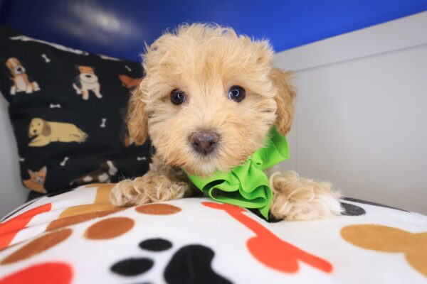 Eclair Maltipoo 01