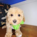 Eclair Maltipoo 02