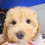 Eclair Maltipoo 03