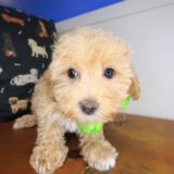Eclair Maltipoo 04