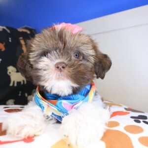 Ferny Shih Tzu 01 Ferny Shih Tzu 01