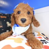 Finley Goldendoodle 01
