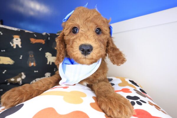 Finley Goldendoodle 01