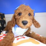 Finley Goldendoodle 03