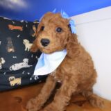 Finley Goldendoodle 04