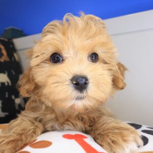 Flower Maltipoo 01 Flower Maltipoo 01