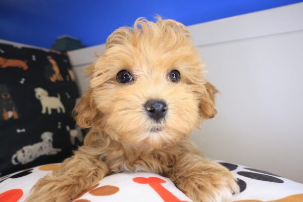 Flower Maltipoo 01