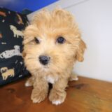 Flower Maltipoo 02