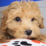 Flower Maltipoo 03