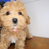 Flower Maltipoo 04