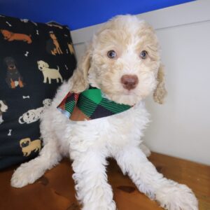 Frosty Goldendoodle 01 Frosty Goldendoodle 01