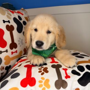 Gabriel Golden Retriever 01 Gabriel Golden Retriever 01