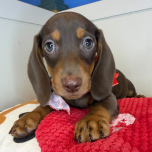 Glee Dachshund 01