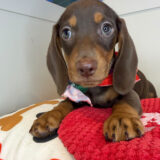 Glee Dachshund 04