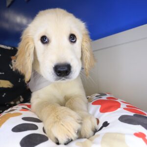 Gusto Golden Retriever 01 Gusto Golden Retriever 01