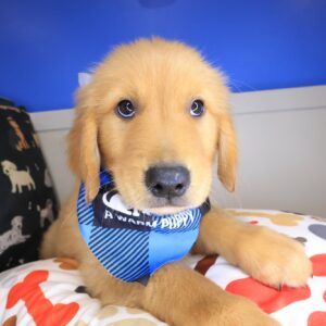 Han Golden Retriever 01 Han Golden Retriever 01