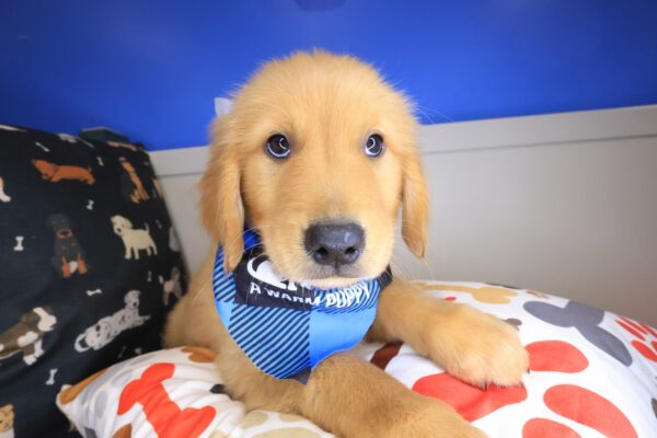 Han Golden Retriever 01
