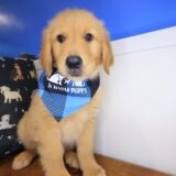 Han Golden Retriever 02