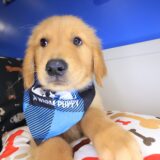 Han Golden Retriever 03