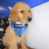 Han Golden Retriever 04