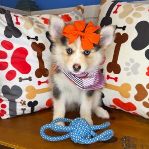 Hattie Pomsky 01