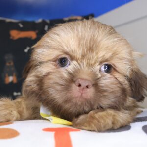 Hoot Shih Tzu 01 Hoot Shih Tzu 01