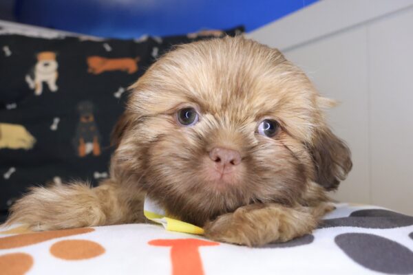Hoot Shih Tzu 01